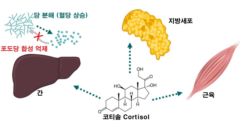 간과 지방세포, 근육을 연결하는 코르티솔의 작용을 나타내는 다이어그램. 혈당 증가와 관련된 포도당 합성 억제를 설명.