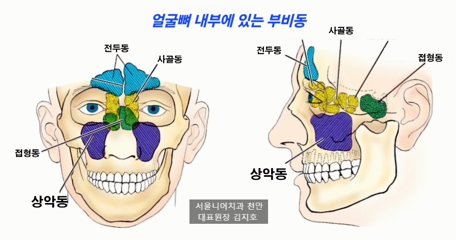얼굴의 부비동